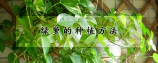 绿萝的种植方法,第1图