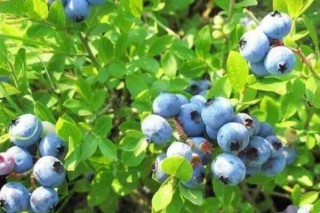 蓝莓树和冬青树的区别,第2图