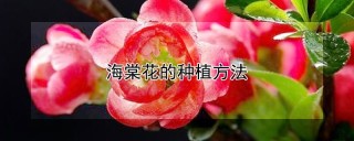 海棠花的种植方法,第1图