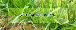 韭菜8月份可以种吗,第1图