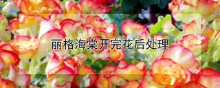 丽格海棠开完花后处理,第1图