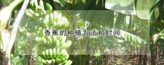 香蕉的种植方法和时间,第1图