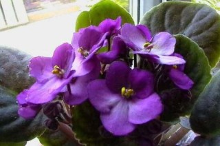紫罗兰怎么种，紫罗兰种子的种植方法,第1图