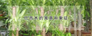 巴西木的寓意和象征,第1图