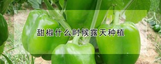 甜椒什么时候露天种植,第1图