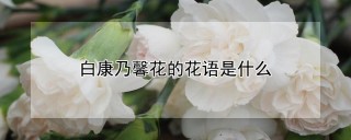白康乃馨花的花语是什么,第1图