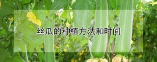 丝瓜的种植方法和时间,第1图