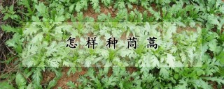 怎样种茼蒿,第1图