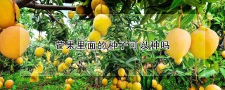 芒果里面的种子可以种吗,第1图