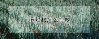 葱烂根怎么补救,第1图