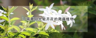 不需要阳光能开花的爬藤植物,第1图