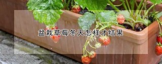 盆栽草莓冬天怎样才结果,第1图