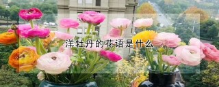 洋牡丹的花语是什么,第1图