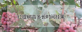 红提树苗多长时间挂果,第1图