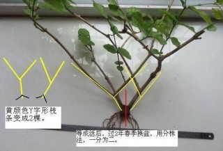 茉莉花怎么繁殖，茉莉花繁殖方法,第4图