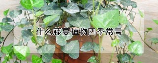 什么藤蔓植物四季常青,第1图