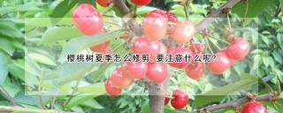 樱桃树夏季怎么修剪,要注意什么呢?,第1图