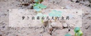 萝卜出苗后几天打虫药,第1图