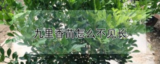 九里香苗怎么不见长,第1图