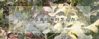 西瓜苗黄叶卷叶怎么办,第1图