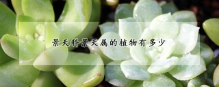 景天科景天属的植物有多少,第1图