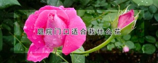 庭院门口适合栽什么花,第1图