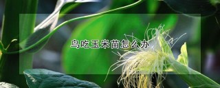 鸟吃玉米苗怎么办,第1图