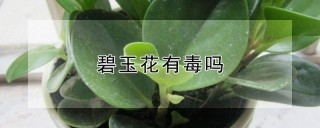 碧玉花有毒吗,第1图