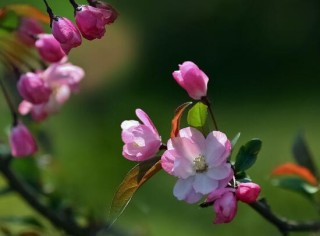 海棠花的风水作用，海棠果的功效和作用,第2图