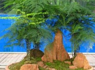 文竹盆景的制作方法，教你四种最美观盆景造型,第4图