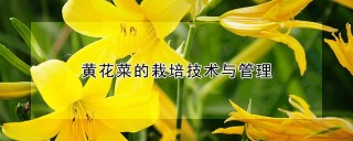 黄花菜如何种植,第1图