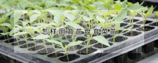 怎样用育苗盘育菜苗,第1图