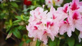 粉色杜鹃花花语,第1图