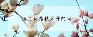 玉兰花是秋天开的吗,第1图