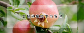 石榴种植技术与管理,第1图