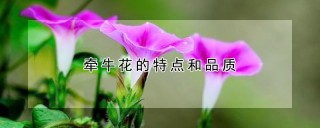 牵牛花的特点和品质,第1图