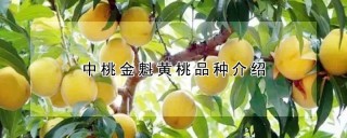 中桃金魁黄桃品种介绍,第1图