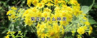 菊花有什么种类,第1图