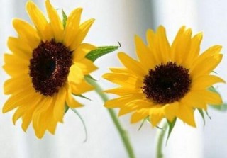 向日葵花语是什么，向日葵的寓意象征着光明与热情,第5图