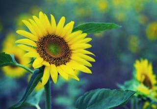 太阳花是不是向日葵，不是/而是一种极具观赏性的植物,第4图