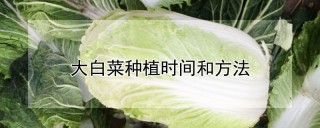 大白菜种植时间和方法,第1图