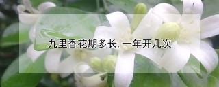 九里香花期多长,一年开几次,第1图