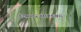 龙血树叶尖干枯要剪掉吗,第1图