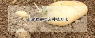 土豆发芽怎么种植方法,第1图