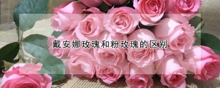 戴安娜玫瑰和粉玫瑰的区别,第1图