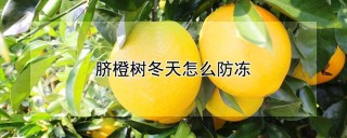 脐橙树冬天怎么防冻,第1图