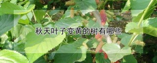 秋天叶子变黄的树有哪些,第1图