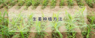 生姜种植方法,第1图