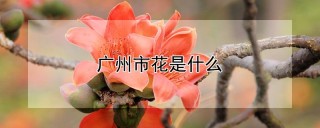 广州市花是什么,第1图