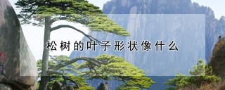 松树的叶子形状像什么,第1图